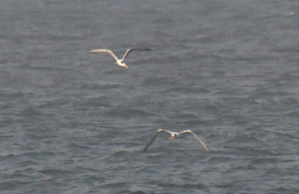 Tepeli Sumru - ML646785944