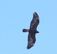 Aigle royal - ML646785945