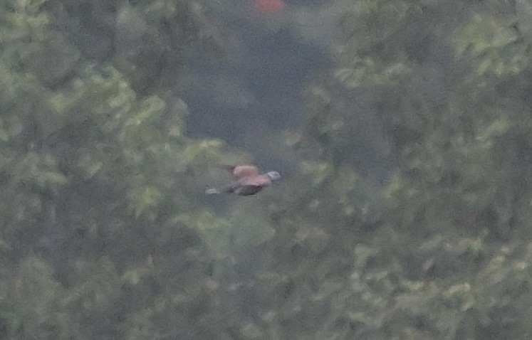 ベニバト - ML646785948