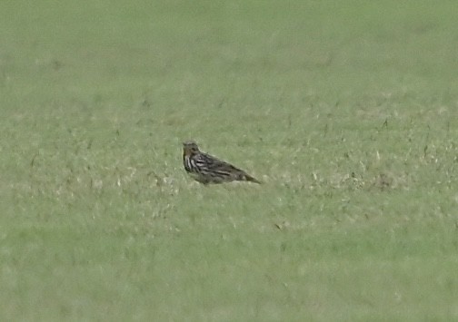 ムネアカタヒバリ - ML646785953