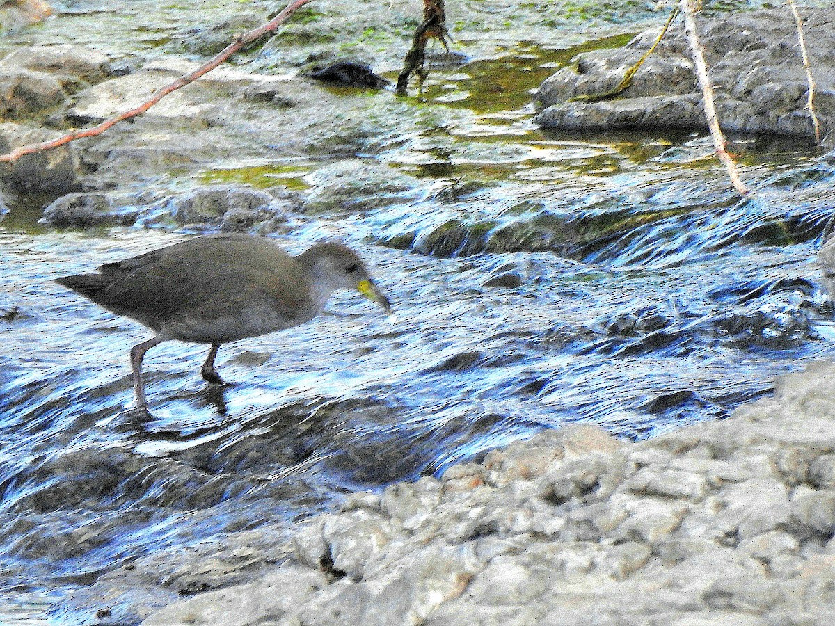 Brown Crake - ML646785954
