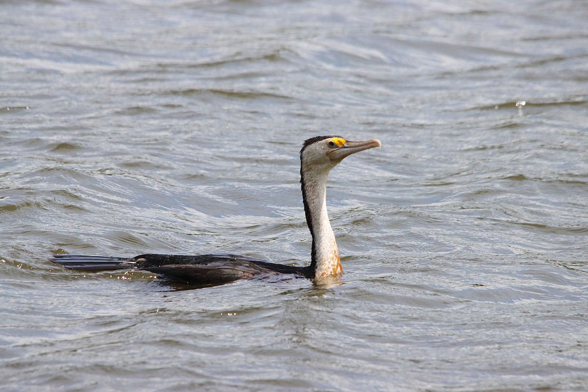 Pied Cormorant - ML646785955