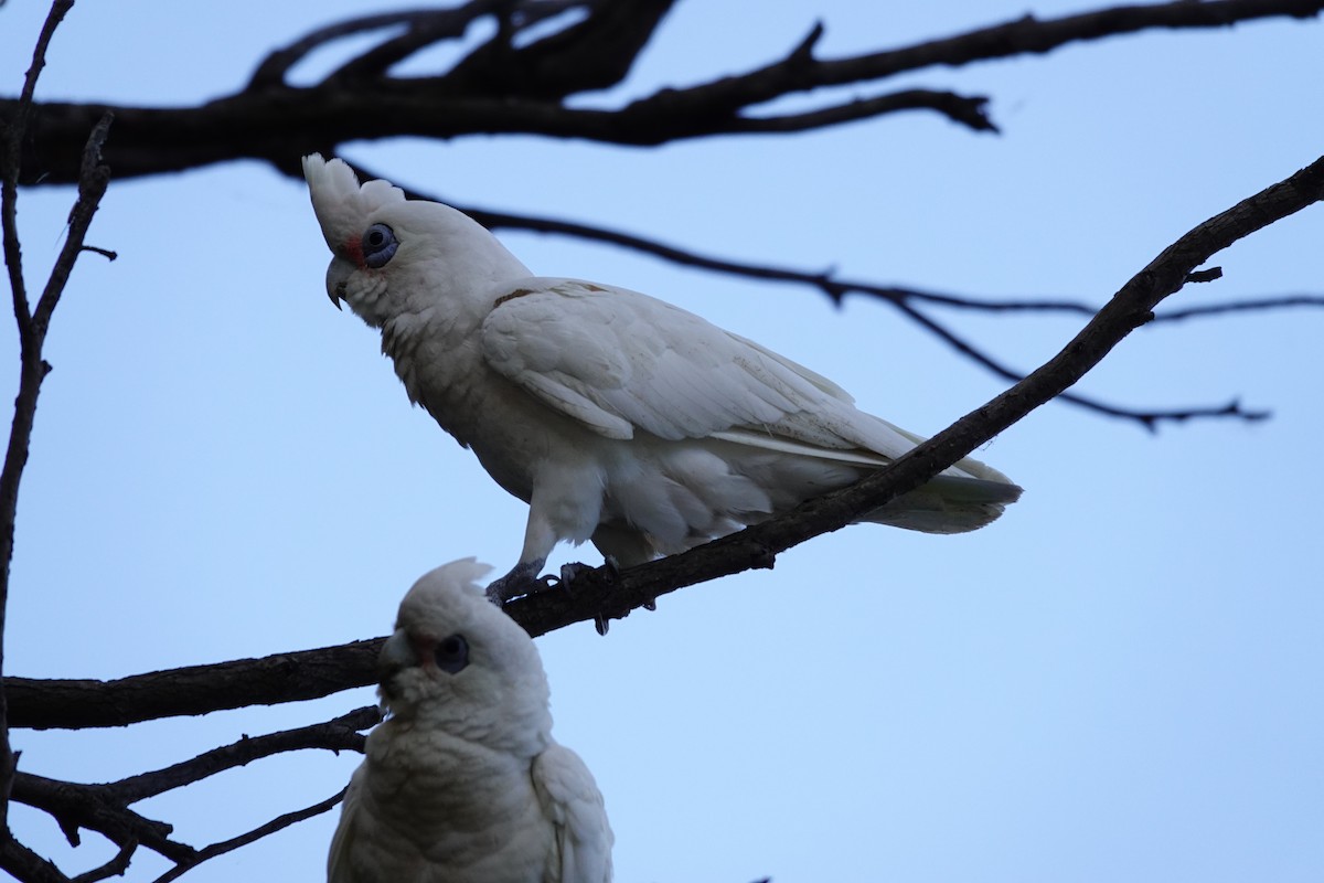 Little Corella - ML646785960