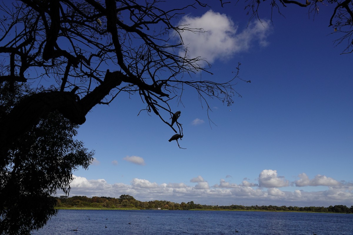 Little Corella - ML646785961