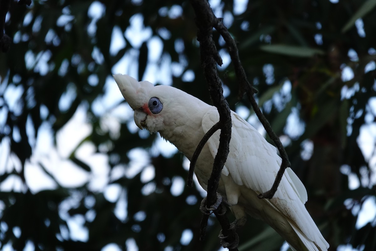 Little Corella - ML646785962