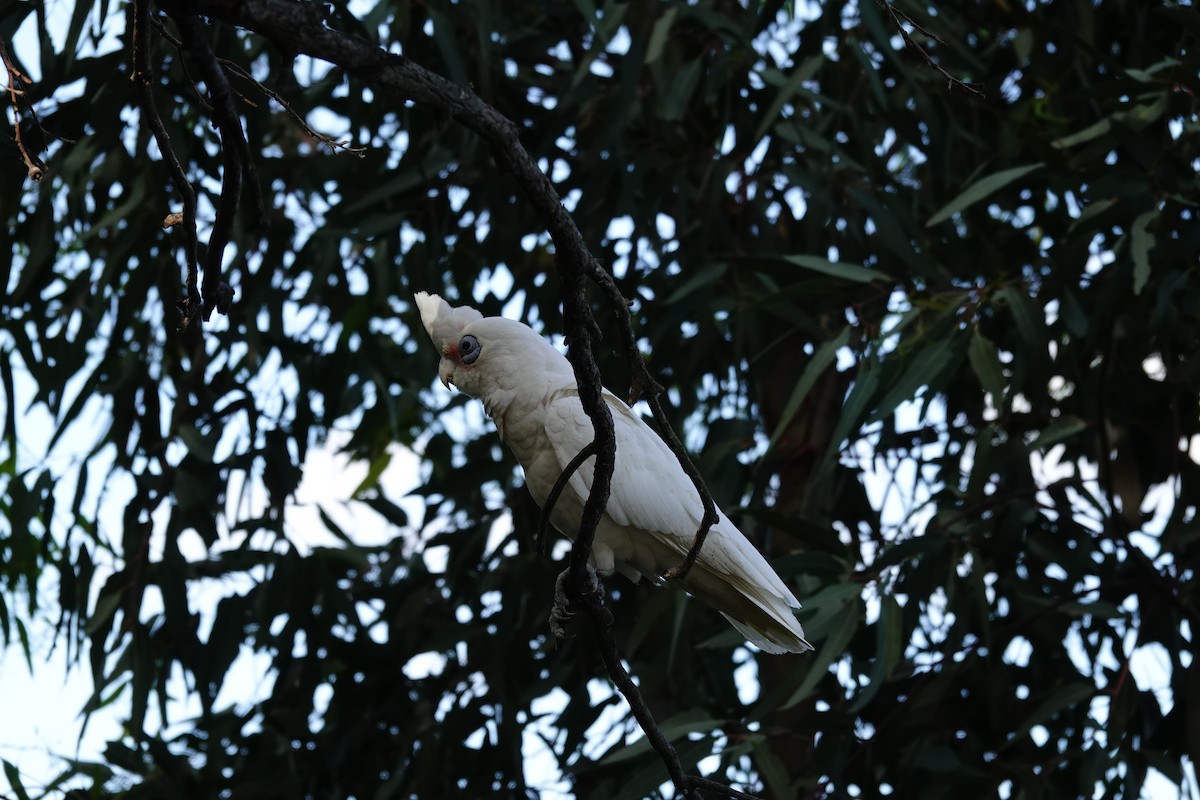 Little Corella - ML646785963