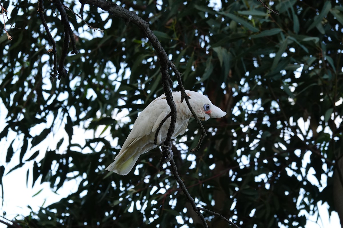 Little Corella - ML646785964