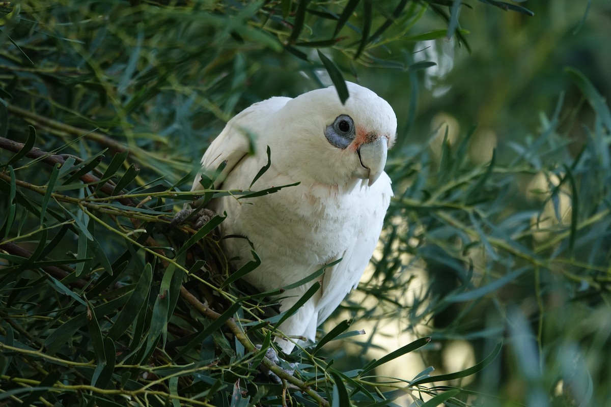 Little Corella - ML646785965