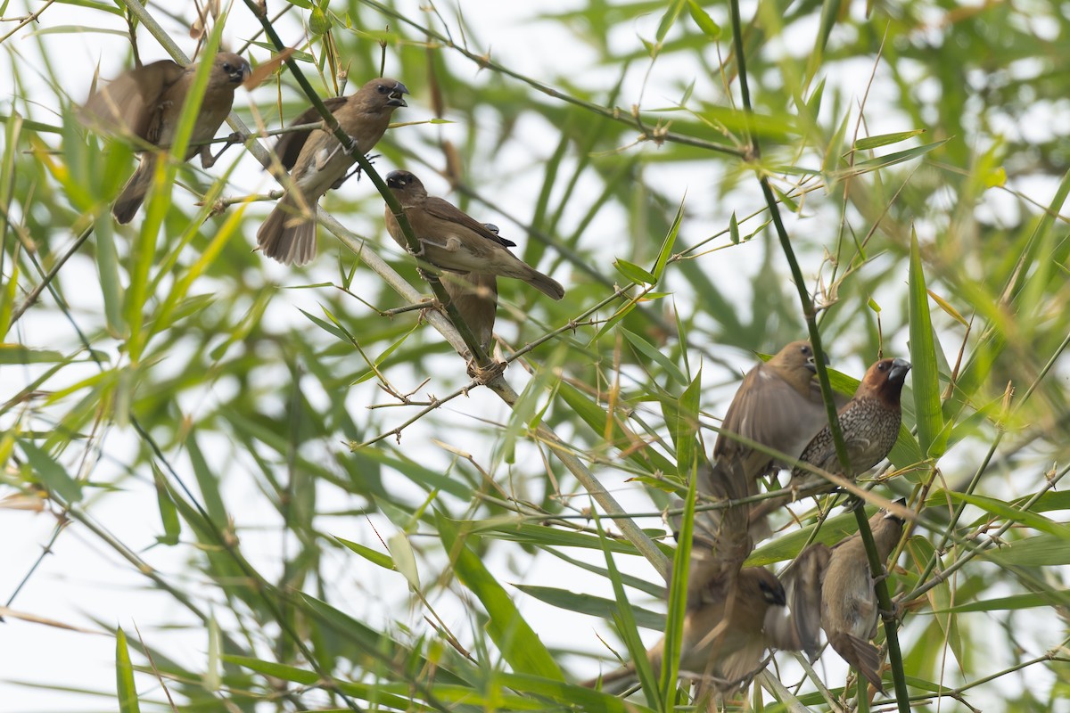 Scaly-breasted Munia - ML646785967