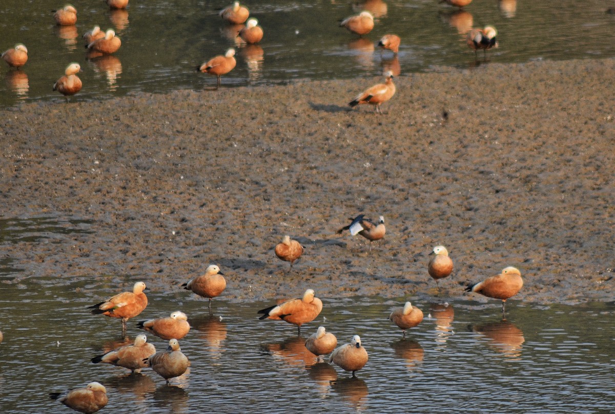 Ruddy Shelduck - ML646785970