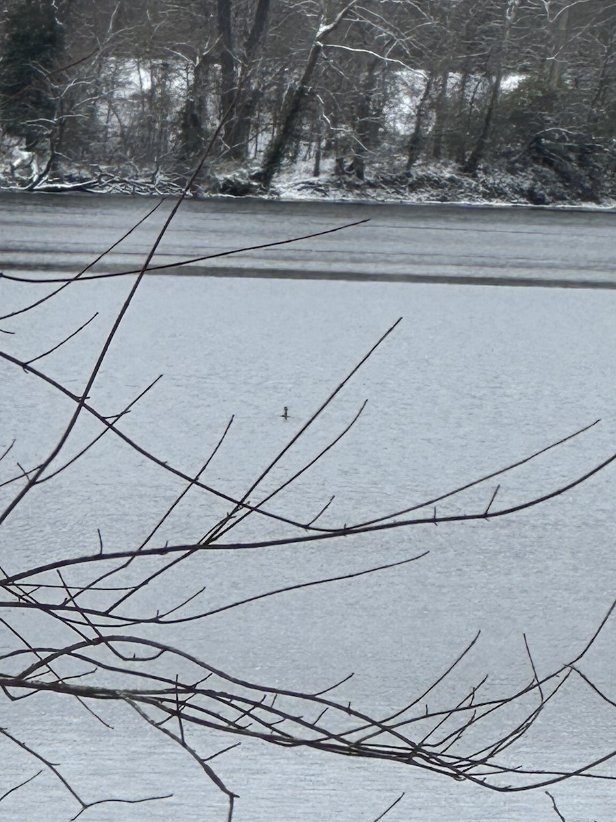 Double-crested Cormorant - ML646785971