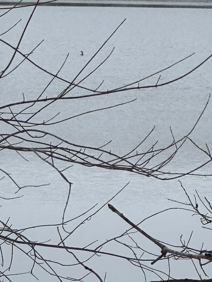 Double-crested Cormorant - ML646785972