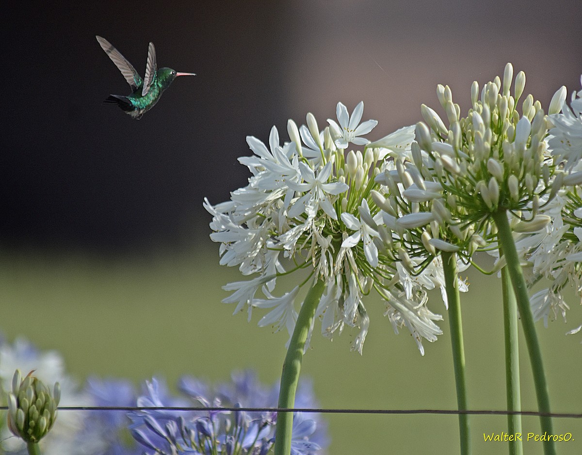 Émeraude splendide - ML646785975