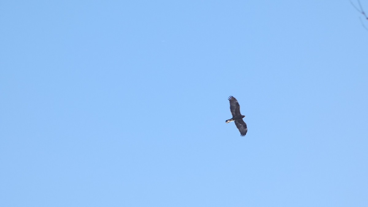 Aigle royal - ML646785989