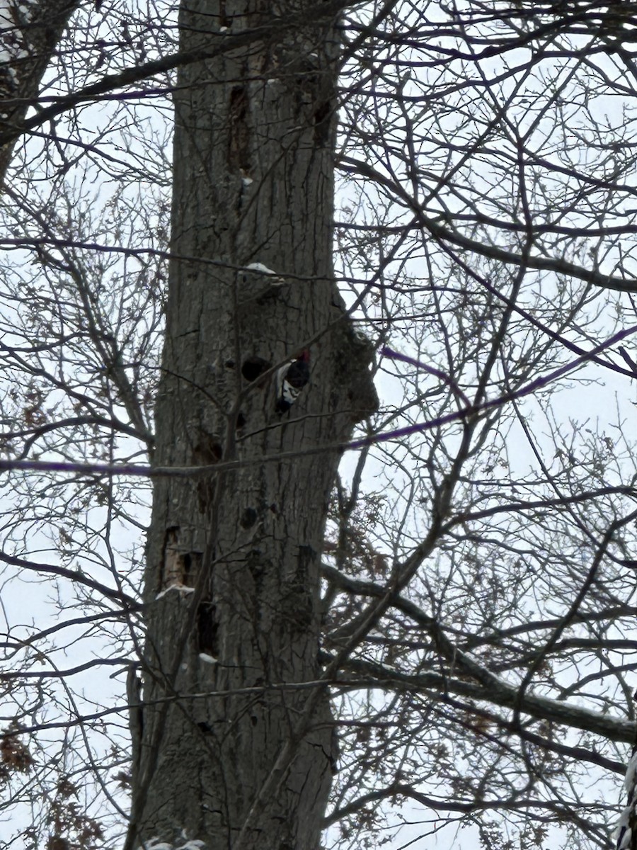 Red-headed Woodpecker - ML646785992