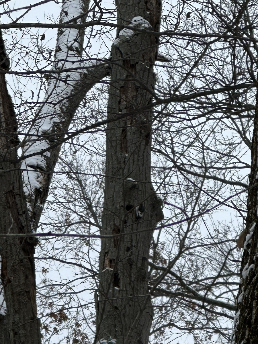 Red-headed Woodpecker - ML646785993