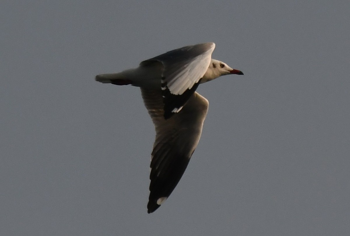 Gaviota Centroasiática - ML646785999