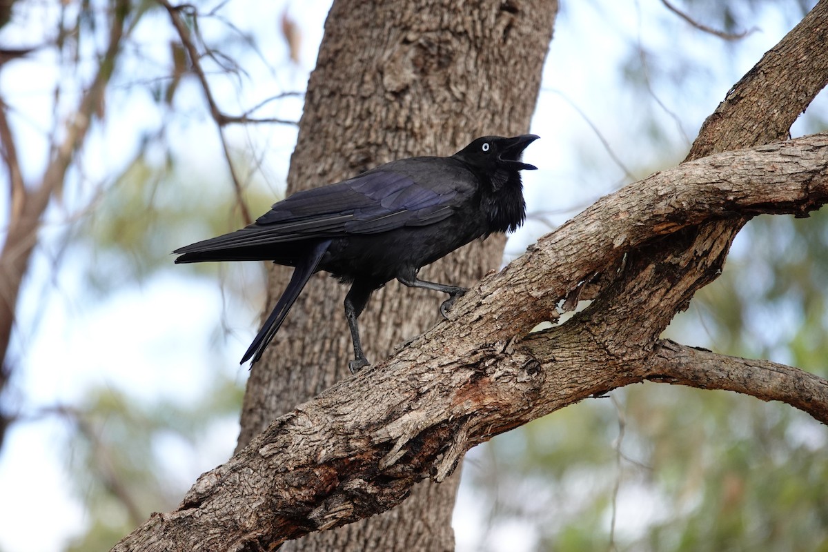 Avustralya Kuzgunu - ML646786000