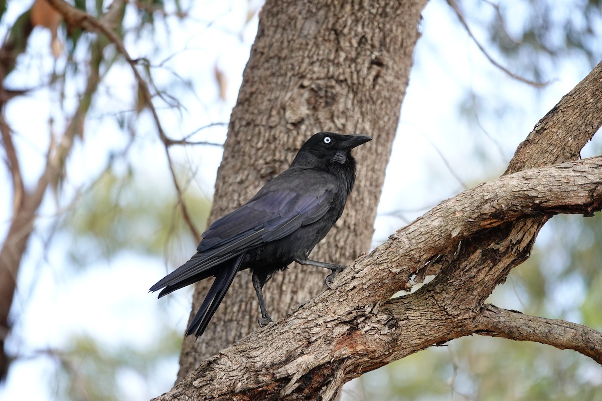 Avustralya Kuzgunu - ML646786001