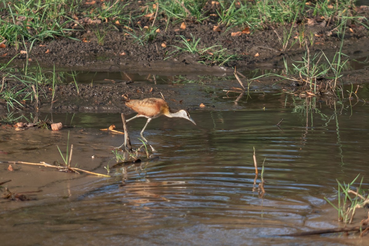 Afrika Jakanası - ML646786003