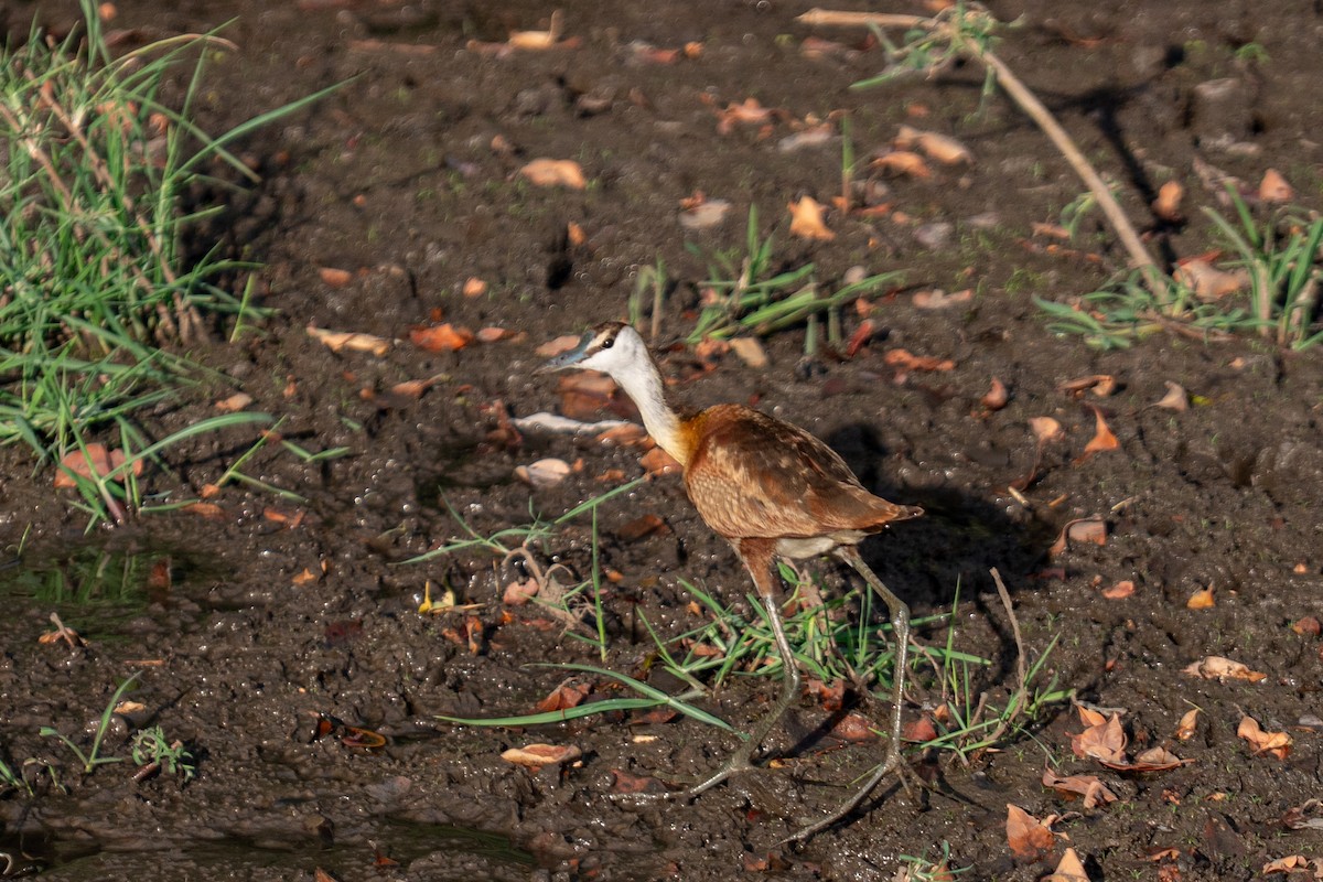 Afrika Jakanası - ML646786004