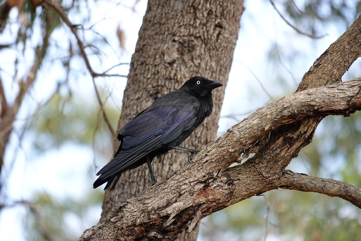 Avustralya Kuzgunu - ML646786007