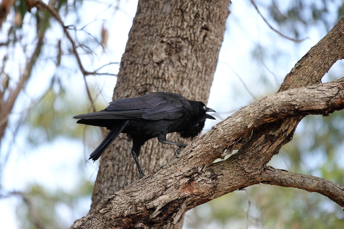 Avustralya Kuzgunu - ML646786008