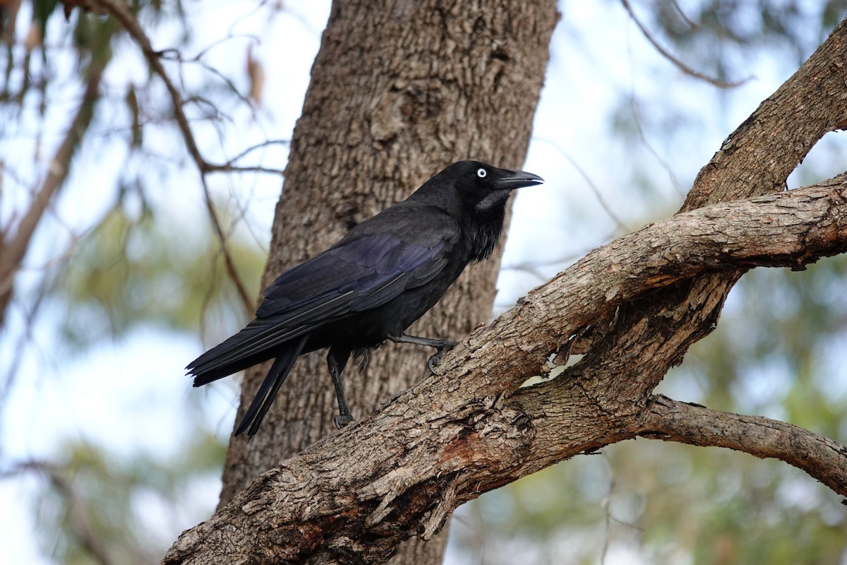 Avustralya Kuzgunu - ML646786010