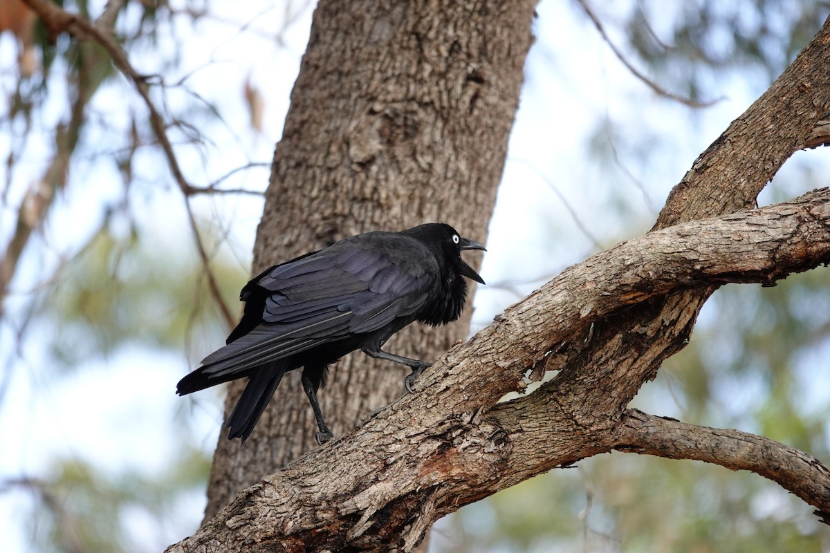 Avustralya Kuzgunu - ML646786011