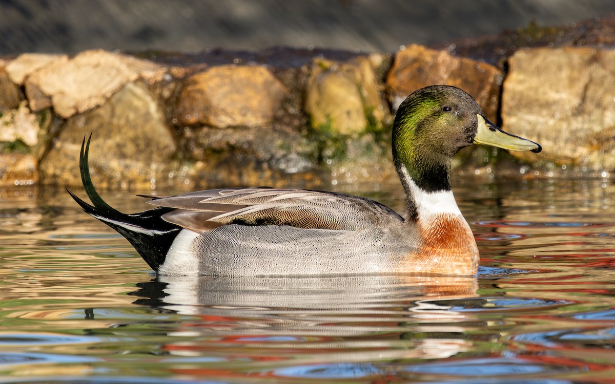 綠頭鴨x尖尾鴨(雜交) - ML646786012