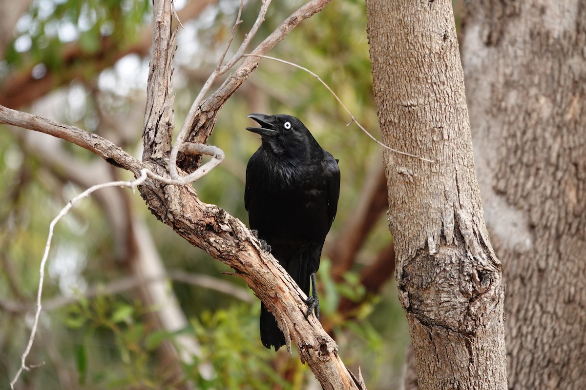 Avustralya Kuzgunu - ML646786013