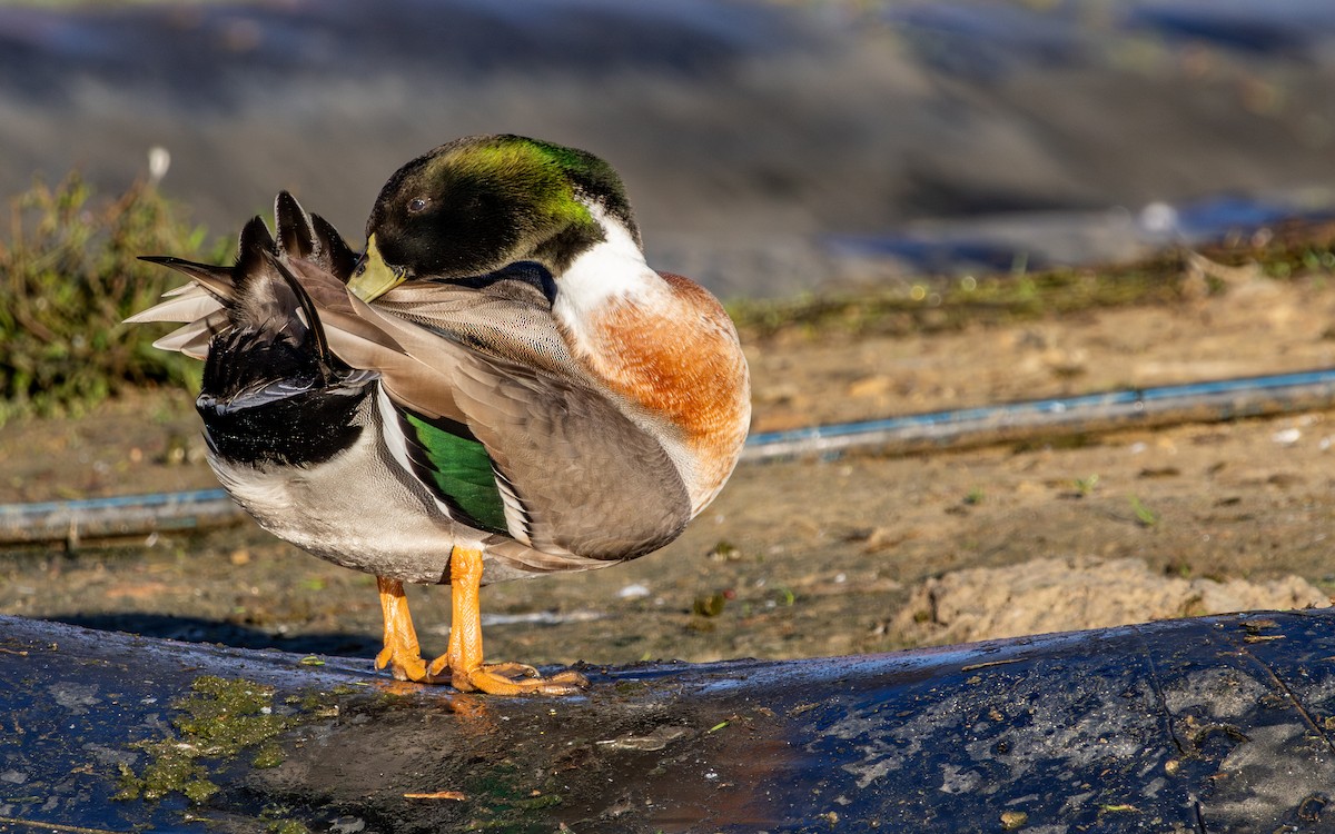 綠頭鴨x尖尾鴨(雜交) - ML646786014