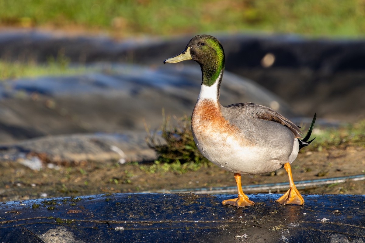 綠頭鴨x尖尾鴨(雜交) - ML646786015