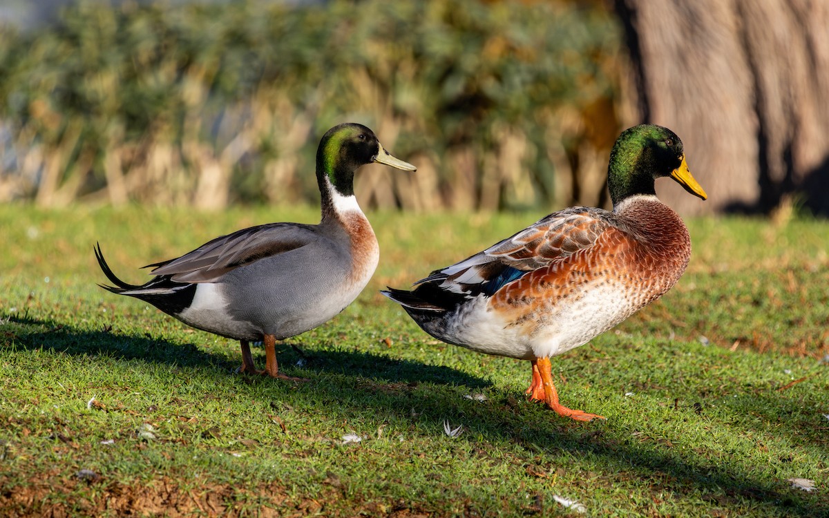 綠頭鴨x尖尾鴨(雜交) - ML646786016