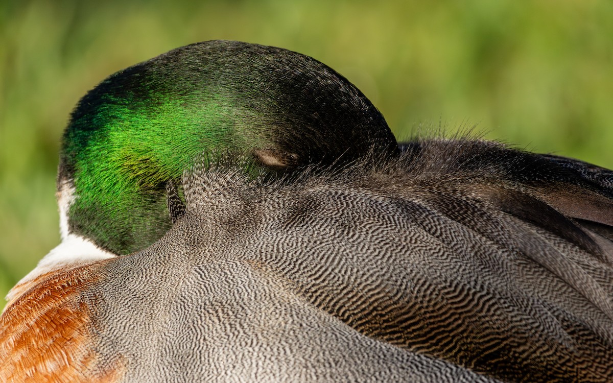 綠頭鴨x尖尾鴨(雜交) - ML646786017