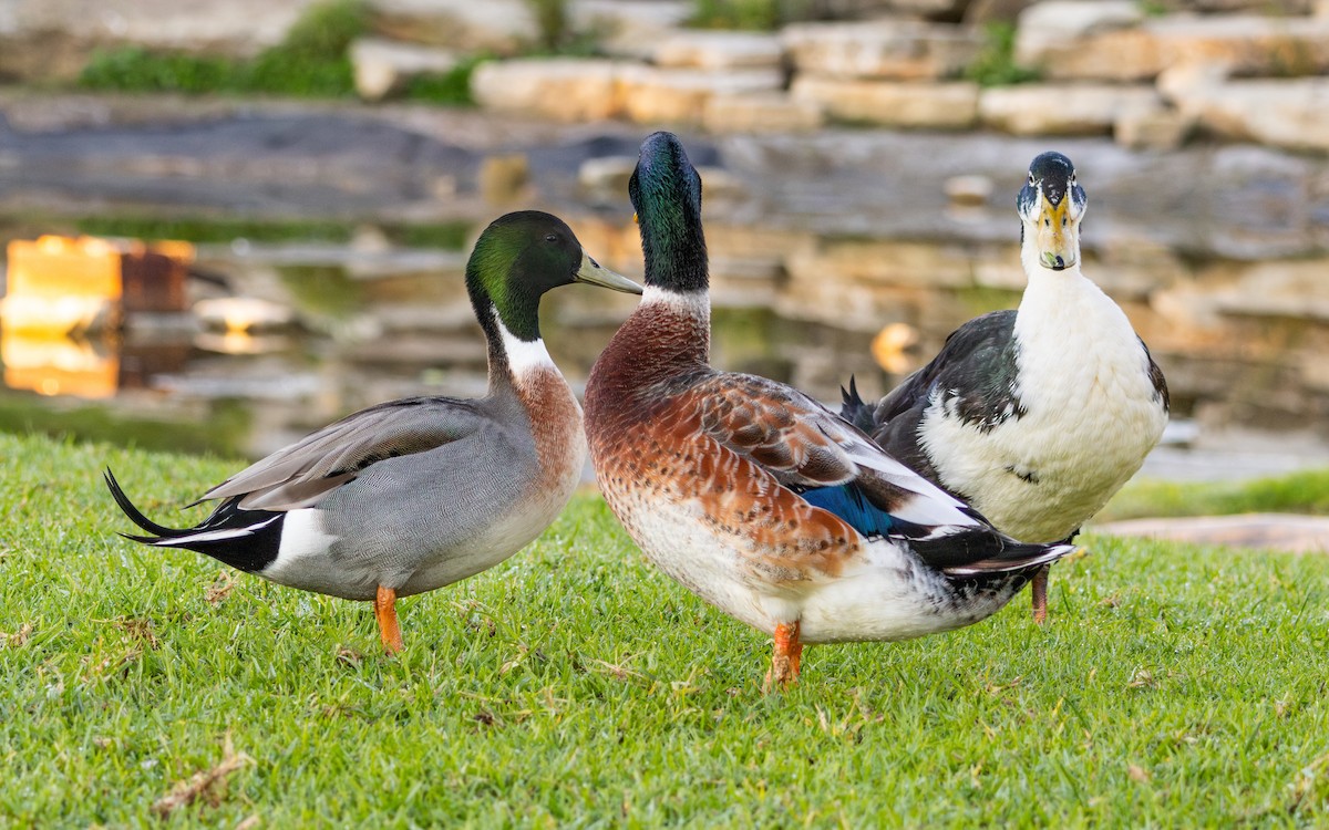 綠頭鴨x尖尾鴨(雜交) - ML646786018