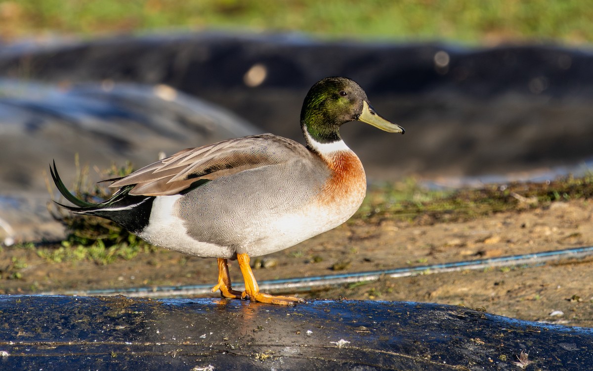 綠頭鴨x尖尾鴨(雜交) - ML646786019