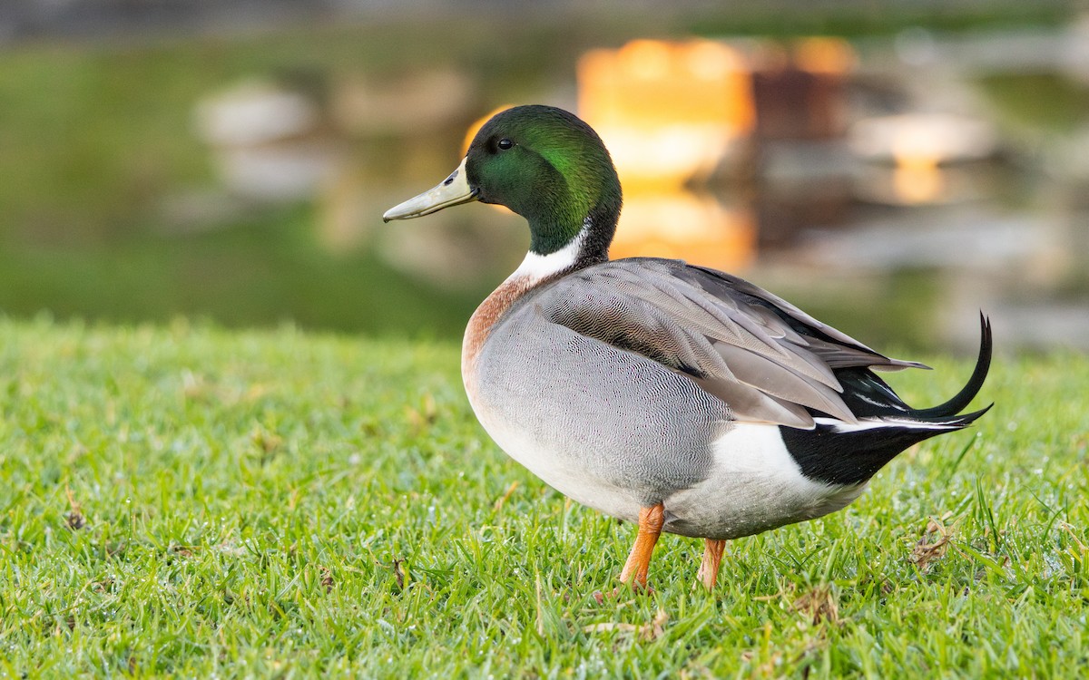 綠頭鴨x尖尾鴨(雜交) - ML646786020