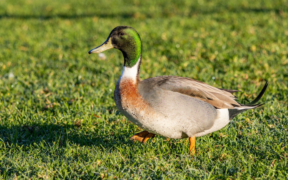 綠頭鴨x尖尾鴨(雜交) - ML646786021