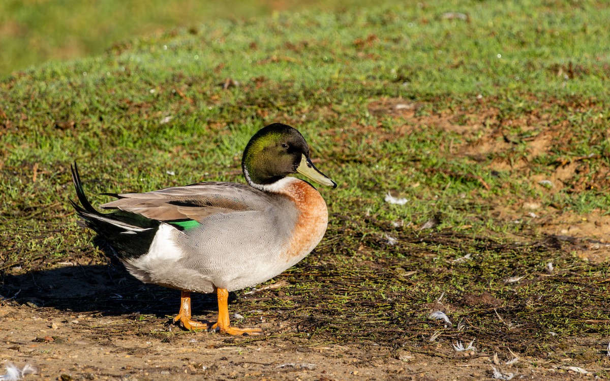 綠頭鴨x尖尾鴨(雜交) - ML646786022