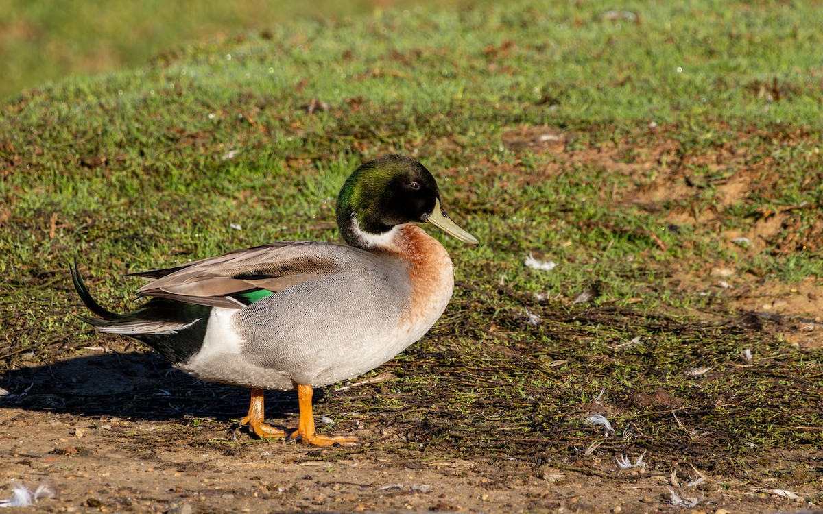 綠頭鴨x尖尾鴨(雜交) - ML646786023
