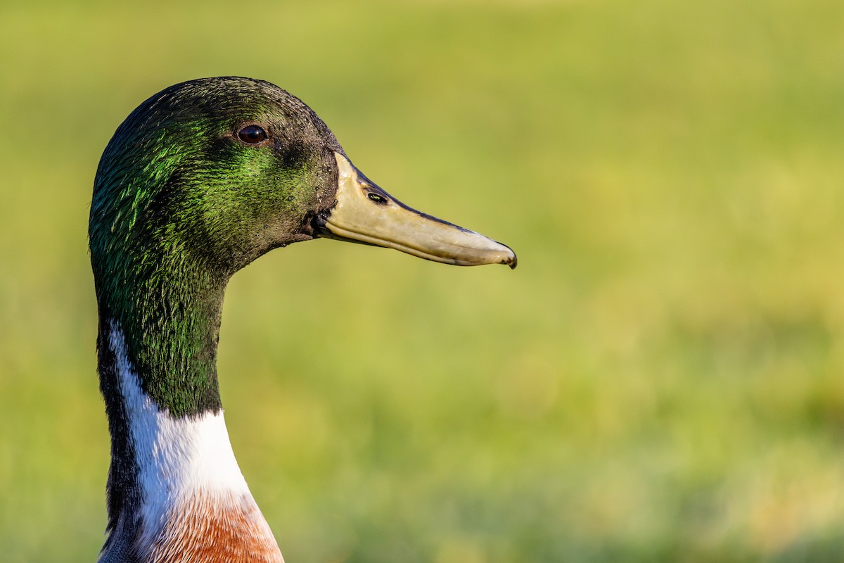 綠頭鴨x尖尾鴨(雜交) - ML646786024