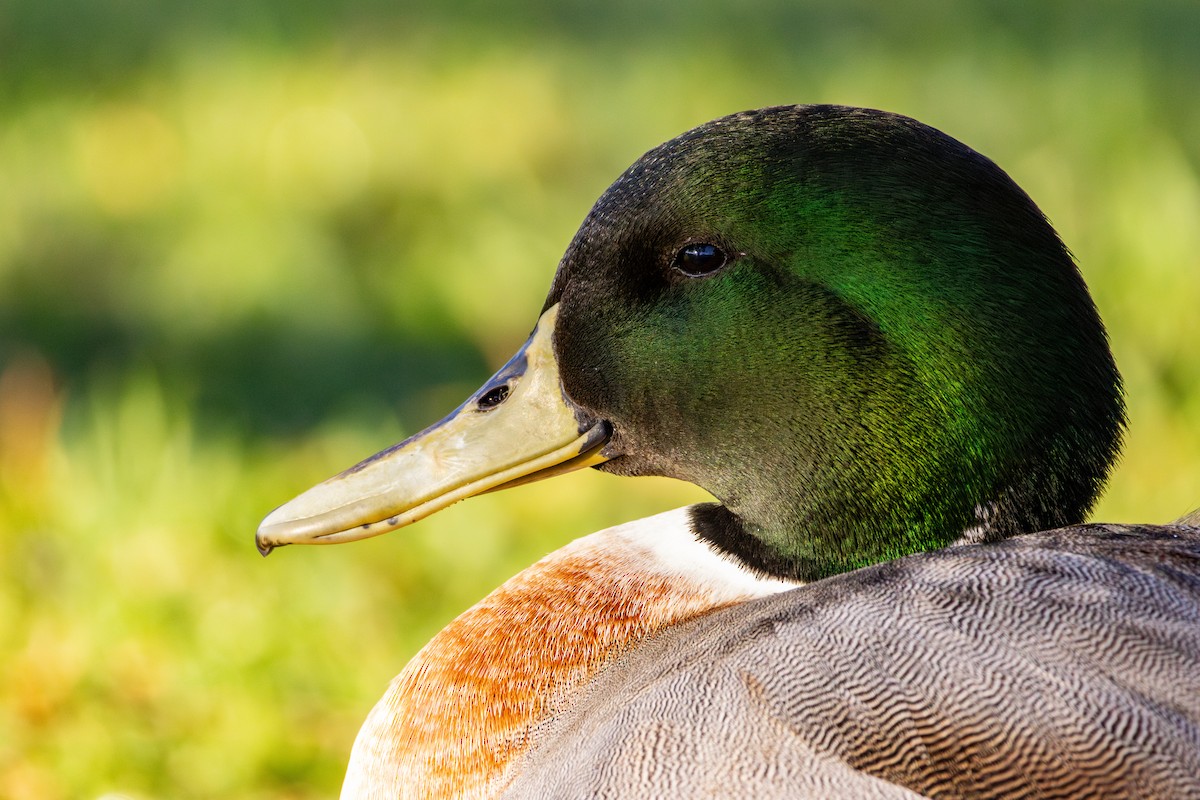 綠頭鴨x尖尾鴨(雜交) - ML646786025