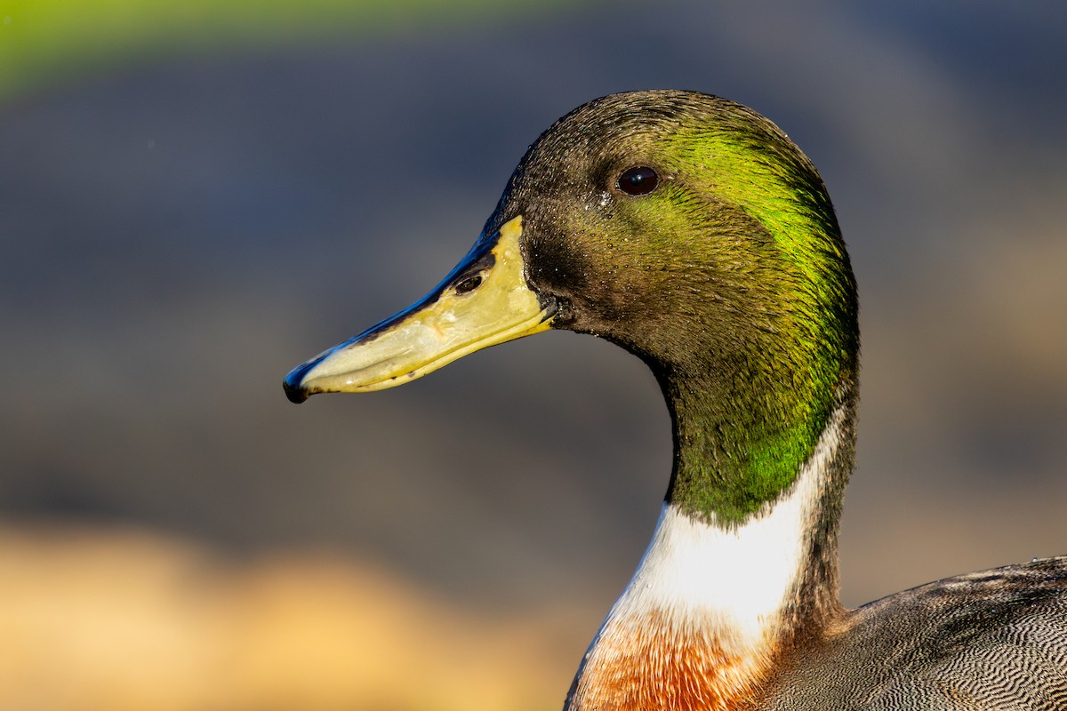 綠頭鴨x尖尾鴨(雜交) - ML646786026