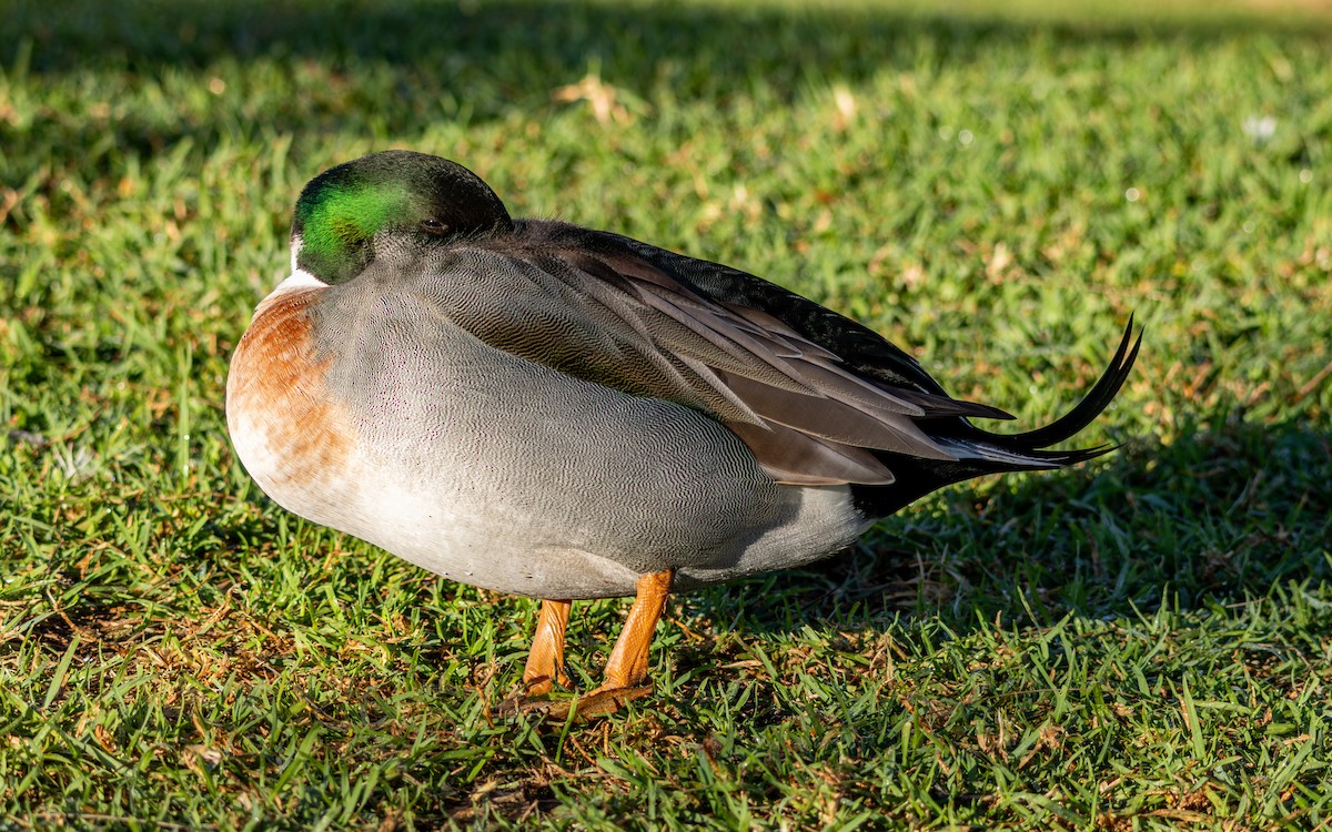 綠頭鴨x尖尾鴨(雜交) - ML646786027