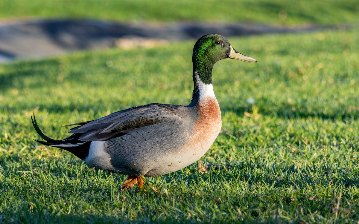 綠頭鴨x尖尾鴨(雜交) - ML646786028