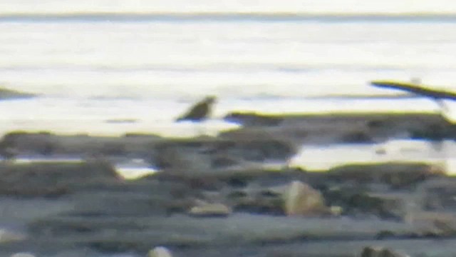 Küçük Altın Yağmurcun - ML646786029