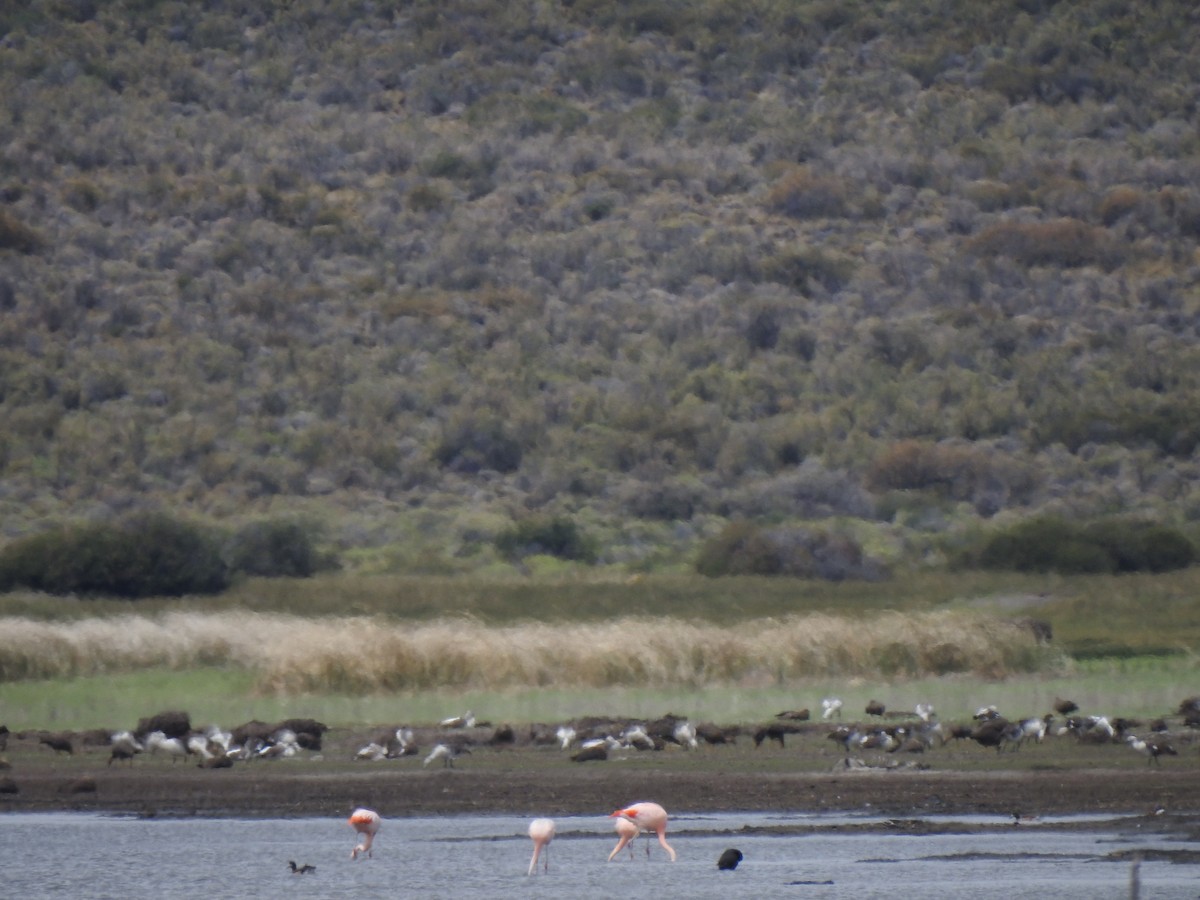 Şili Flamingosu - ML646786031