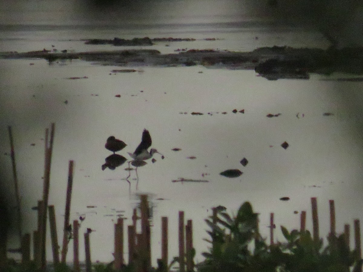 Ak Başlı Uzunbacak - ML646786032