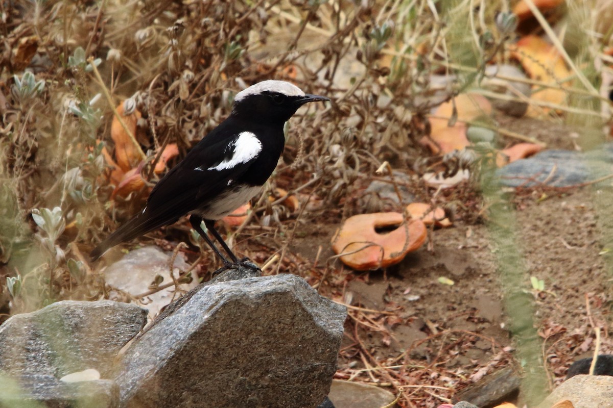 Dağ Esmer Bülbülü - ML646786034